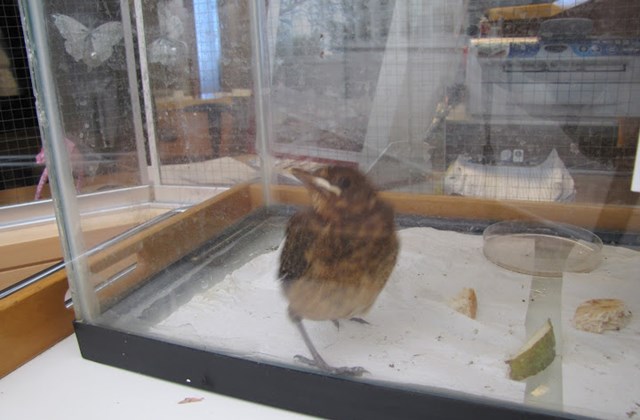 Þrastarungi í skólanum